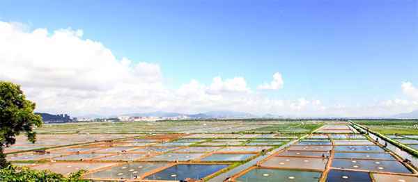 开吃海鲜！京东珠海白蕉海鲈鱼线上购物节引发深秋美食新浪潮