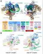 《科学》重磅！施一公团队聚焦新方向，报道首个人源次要剪接