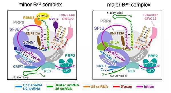 《科学》重磅！施一公团队聚焦新方向，报道首个人源次要剪接