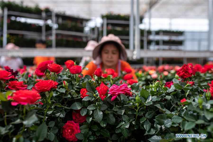 中国云南花卉种植业（中国）