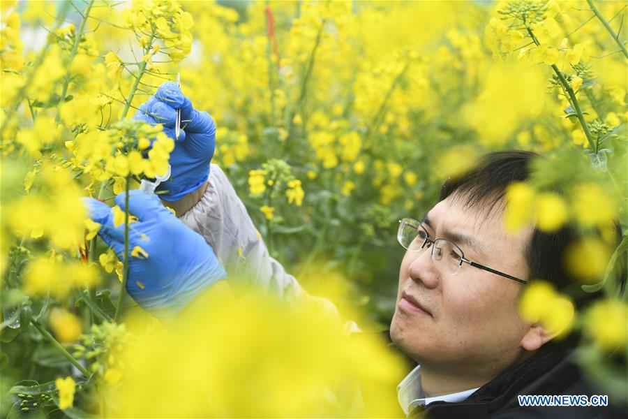 中国重庆油菜种植（CN）