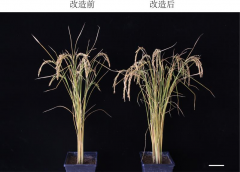 重磅：“超级植物”技术来了！