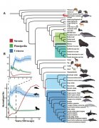 海洋哺乳动物适应环境趋同演化遗传机制获揭示